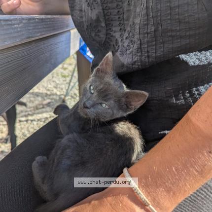 Photo 1/1 Found cat Found in Coulouvre