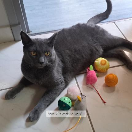 Photo 1/1 Art&ugrave; Chat lost in Farges les chalons