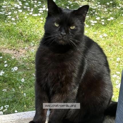 Photo 1/1 Reglisse Chat lost in Oxelaere