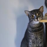 Picture of cat lost at Ansauvillers