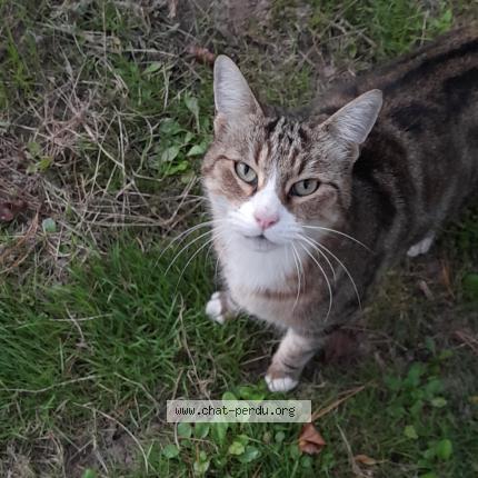 Photo 1/1 Found cat Found in Saint mathurin