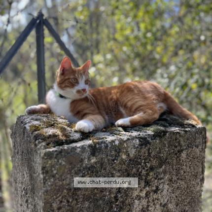 Photo 1/1 Terrako Chat lost in Castries