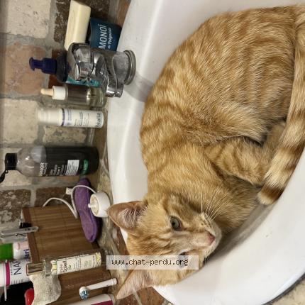 Photo 1/1 Absalom Chat lost in Mirabeau