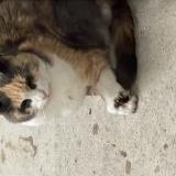 Picture of cat found at Grattavache