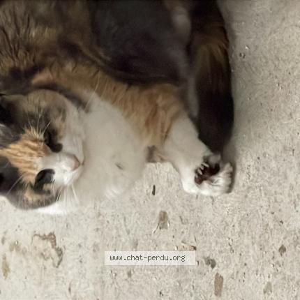 Photo 1/1 Found cat Found in Grattavache