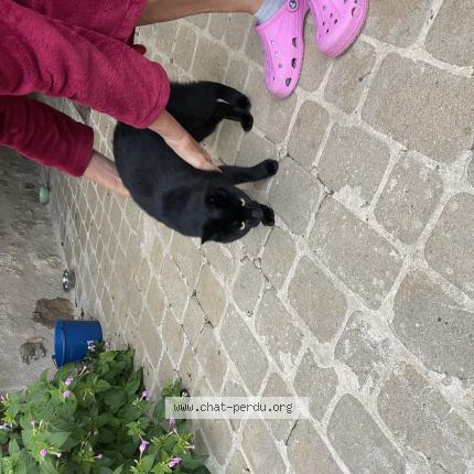 Photo 1/1 Found cat Found in Nalliers