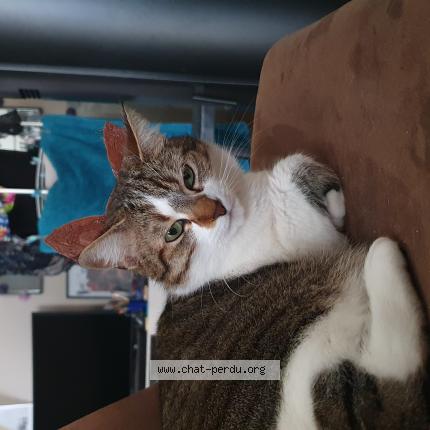 Photo 1/1 globule Chat lost in Rochefort