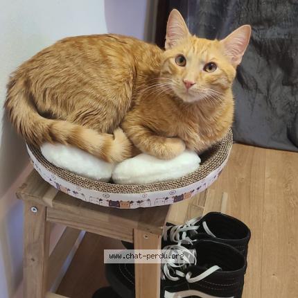 Photo 1/1 Tao Chat lost in Toulouse