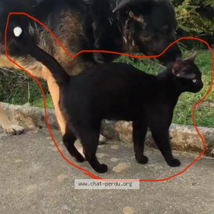 Photo 1/1 Baguera Chat lost in Marnay