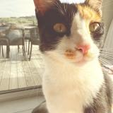 Picture of cat lost at Saint Alban D Ay