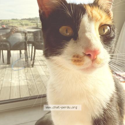 Photo 1/1 Umy Chat lost in Saint alban d ay