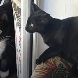 Picture of cat lost at Les Assions