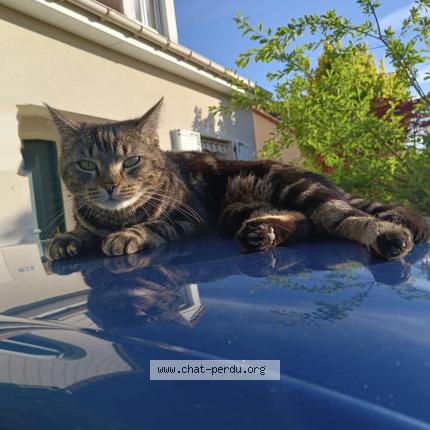 Photo 1/1 Sia Chat lost in Mennecy