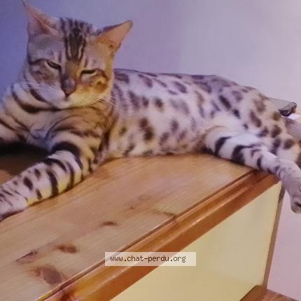 Photo 1/1 Tiago Chat lost in 66310