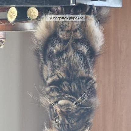 Photo 1/1 Christine Damidaux Chat lost in Oussieres