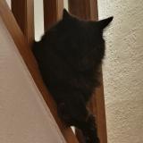 Picture of cat lost at Montpellier France