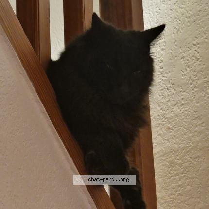 Photo 1/1 ANGÉLIQUE GAILLARD Chat lost in Montpellier france