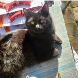 Picture of cat lost at Marseille