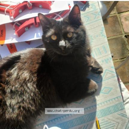 Photo 1/1 Spooky Chat lost in Marseille