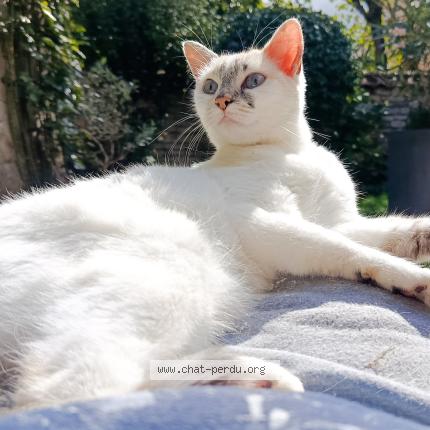 Photo 1/1 Found cat Found in Niort