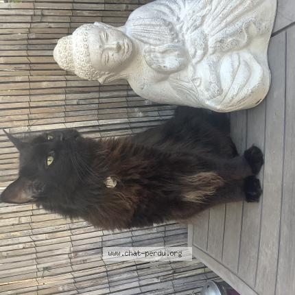 Photo 1/1 Rio Chat lost in Seyssins