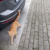 Picture of cat found at Namur