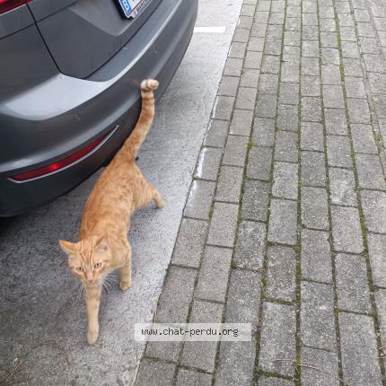 Photo 1/1 Found cat Found in Namur