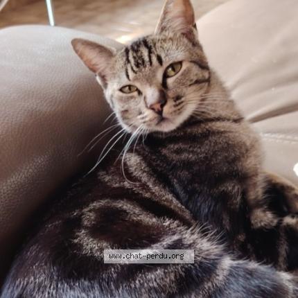 Foto van vermiste kat in Marcinelle