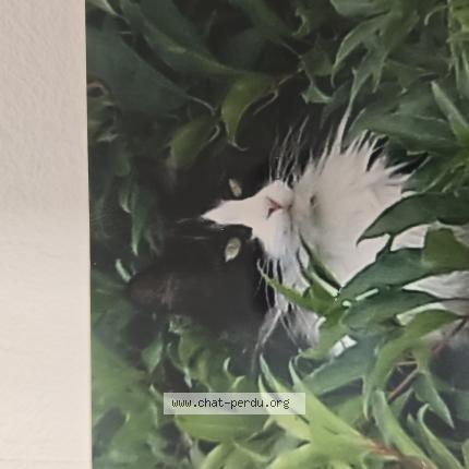 Photo 1/1 Malya Chat lost in Marcilloles