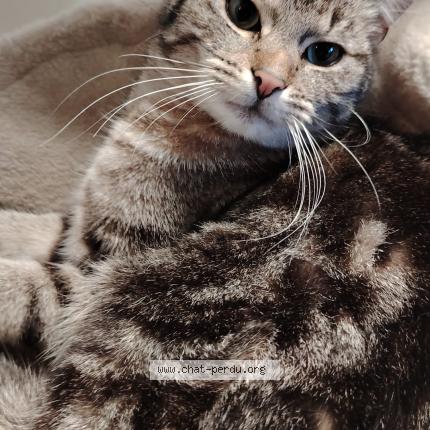 Photo 1/1 Portos Chat lost in Pietrain