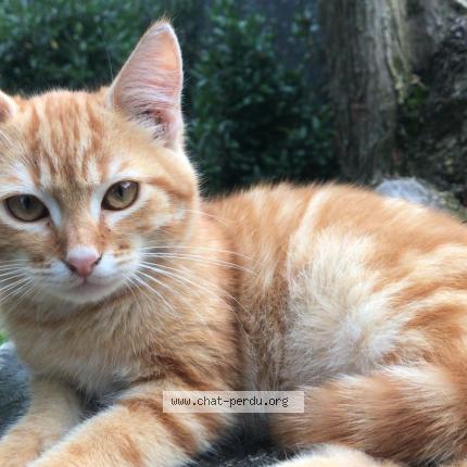 Photo 1/1 Spirou Chat lost in Sallertaine