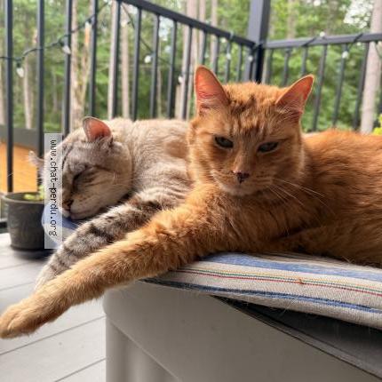 Photo 1/1 Jerry Chat lost in Saint jovite