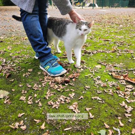 Photo 1/1 Ulysse Chat lost in Oignies