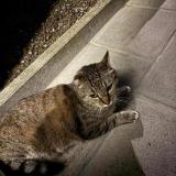 Picture of cat lost at Vilvorde