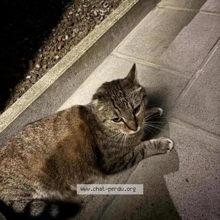 Photo 1/1 Balou Chat lost in Vilvorde