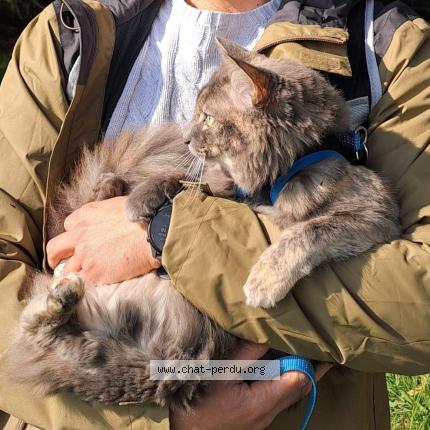 Photo 1/1 Yanna Chat lost in Lusigny sur barse