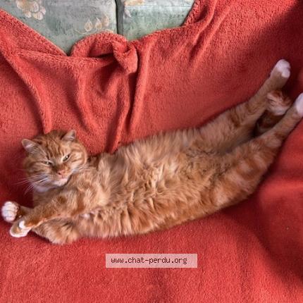 Photo 1/2 Cajou Chat lost in Aups