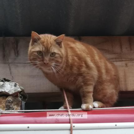 Photo 2/2 Cajou Chat lost in Aups