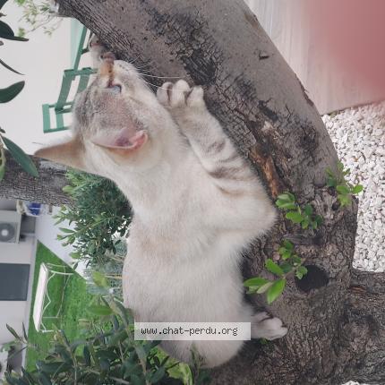 Photo 1/1 Altesse Chat lost in Saint jean de moirans