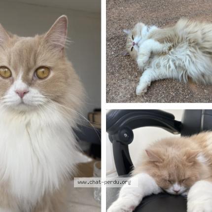 Photo 1/1 CARBO Chat lost in Montgeron