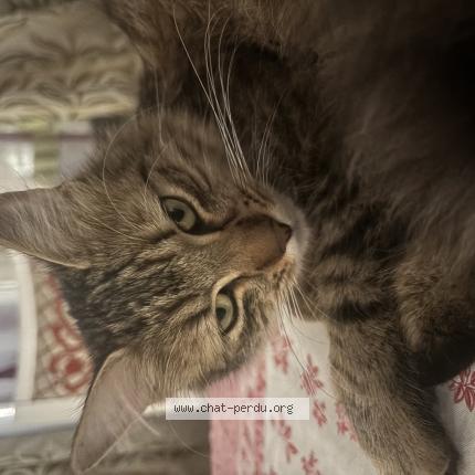 Photo 1/1 CARAMEL Chat lost in Stains