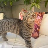 Picture of cat lost at Wissou