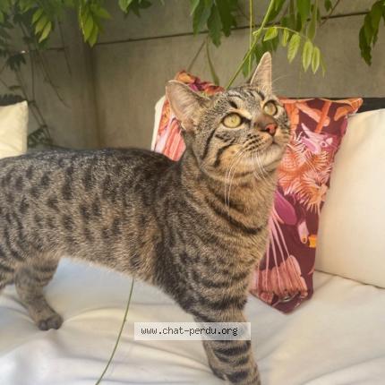 Photo 1/1 Tomy Chat lost in Wissou