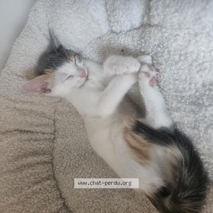 Photo 1/1 Felfla Chat lost in Nimes