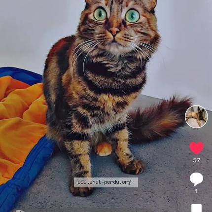 Photo 1/1 Bella Chat lost in Saint cyprien