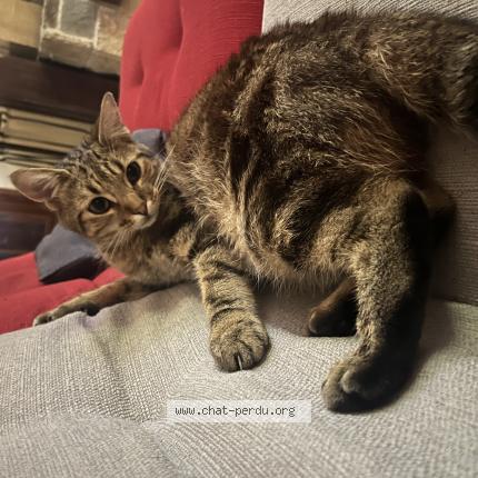 Photo 1/1 Carameo Chat lost in Guitres