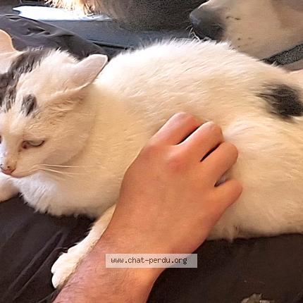 Photo 1/1 Banano Chat lost in Angey