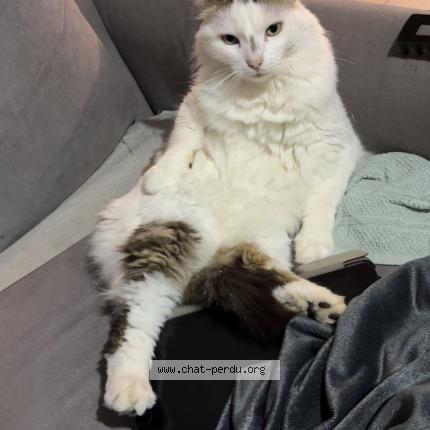 Photo 1/1 Titou Chat lost in La ferte hauterive