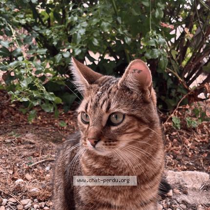 Photo 1/1 Camarao Chat lost in Guitres