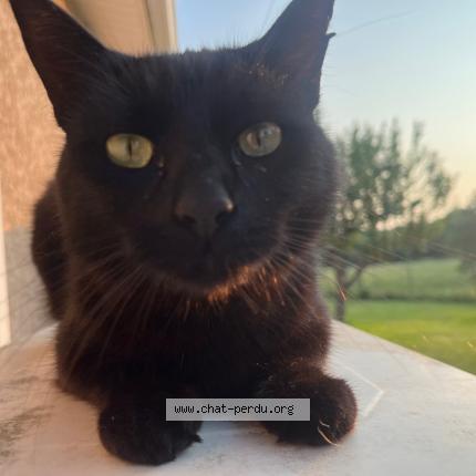 Photo 1/1 Luna Chat lost in Cugnaux